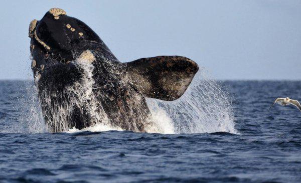 ballena austral