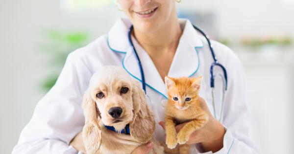 mascota veterinario