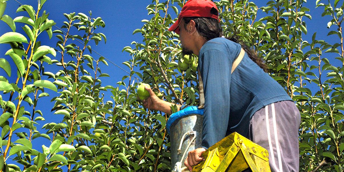 Fruticultura