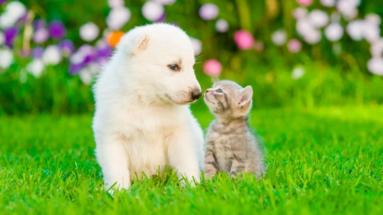 animales