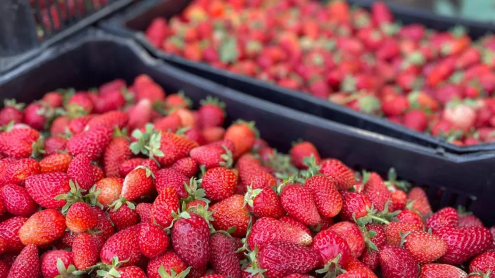 frutillas