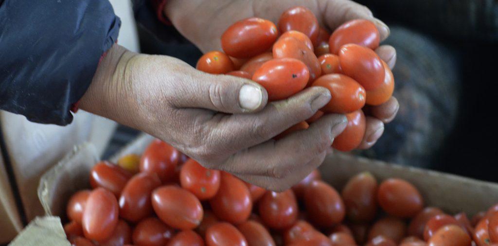 horticultura-comercial-de-la-provincia