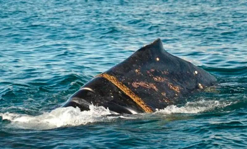 ballena