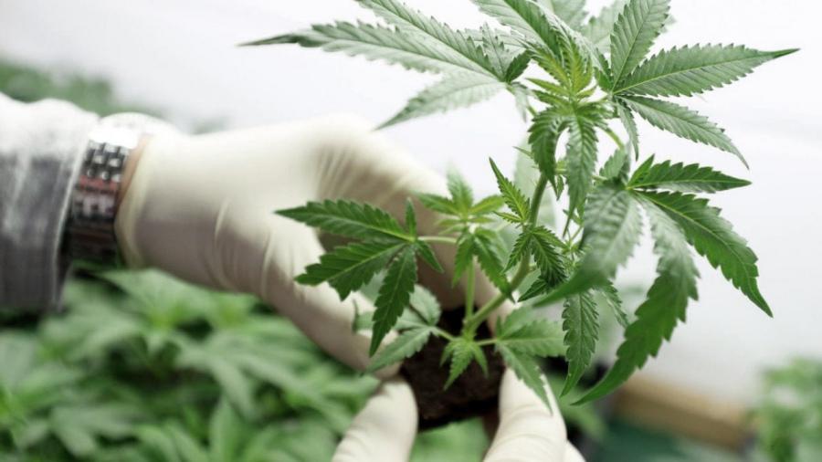 Cannabis