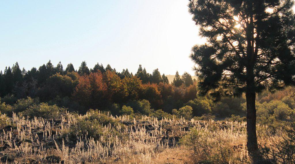 Forestales nqn