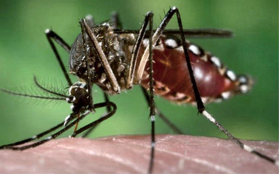 dengue