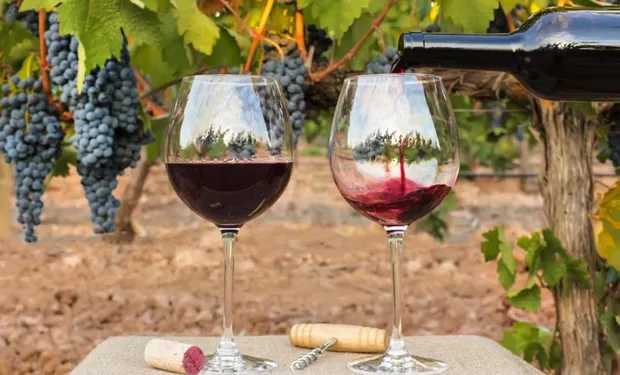 vino-viticultura-vinedo