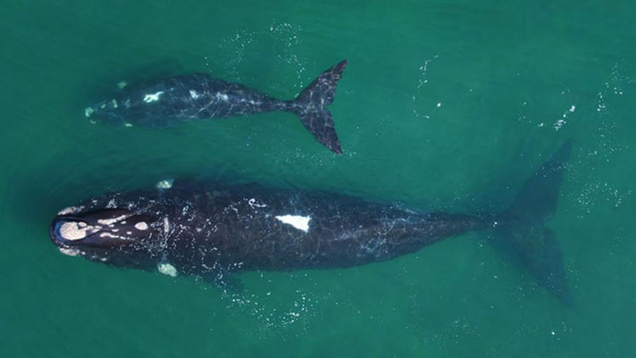 Ballenas