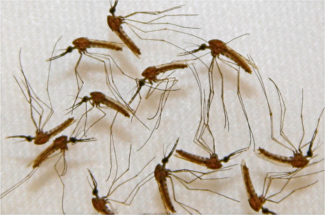 Dengue