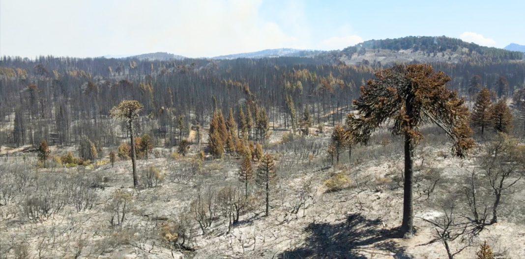 incendio forestal nqn