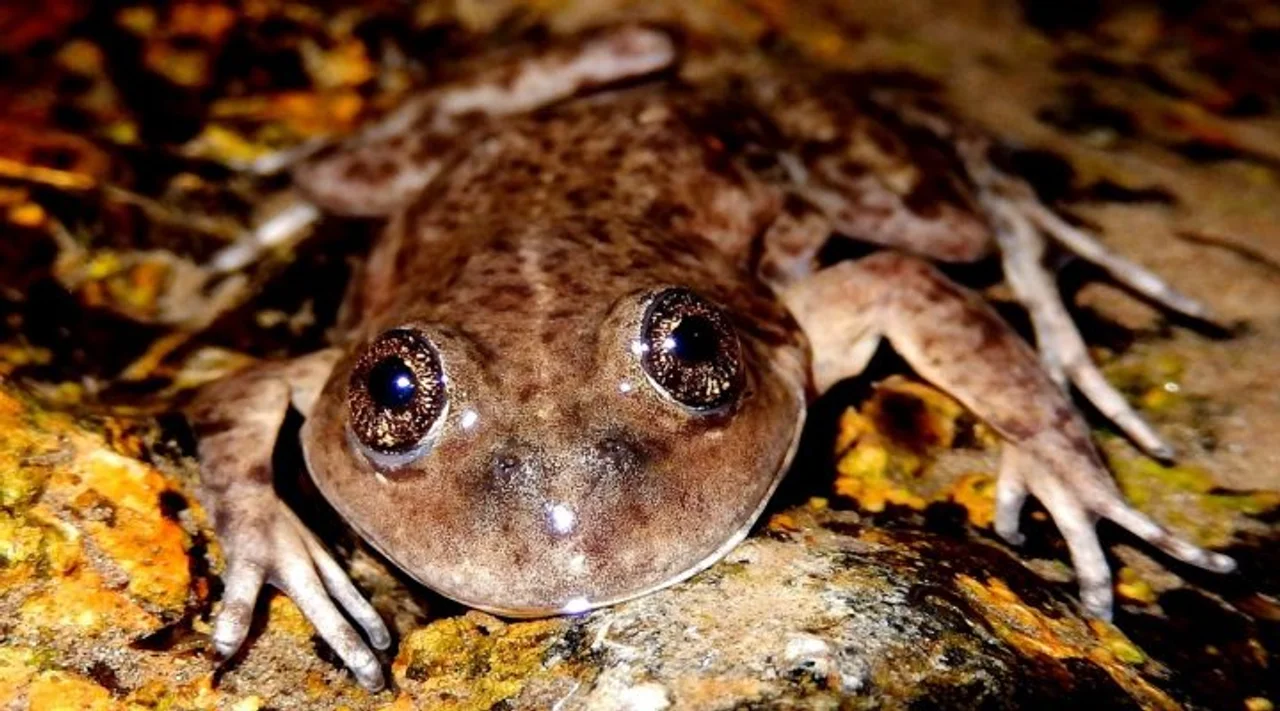 rana