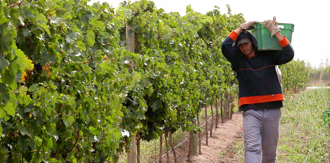 Vitivinicultura NQN
