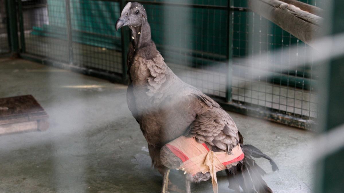 condor andino